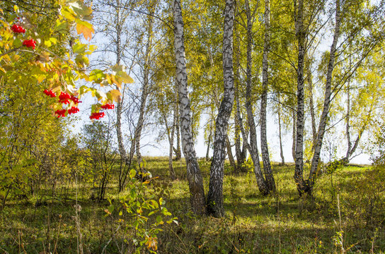 Fototapeta beautiful landscape birch wood fall  