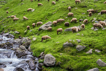 Obraz premium Sheeps on a pasture next to Transfagarasan Road in southern section of Carpathian Mountains in Romania