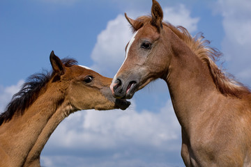 Arabian horse foals