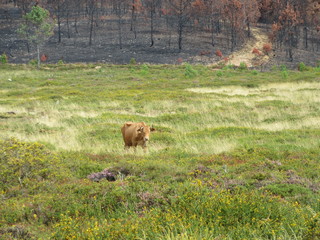 Cow in pasture by forest ravaged by fire