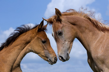 Obraz na płótnie Canvas Arabian horse foals