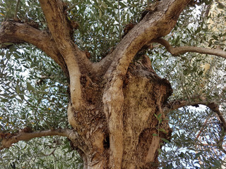Fototapeta na wymiar Oliven; Olivenbaum; Olea europaea