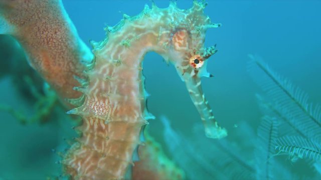 Thorny Seahorse. 4k footage