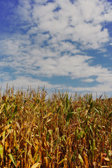 Field with ripe corn and blue sky