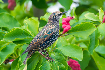 Cute female Eurasian Blackbird, Juvenile Common Blackbird 