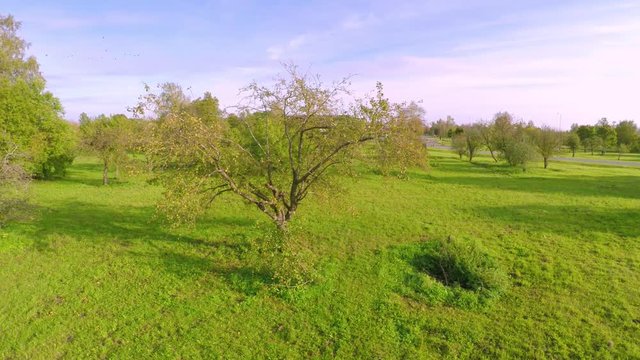 Cityscape with Public Garden at autumn sunny day. Aerial footage. Camera around apple tree.