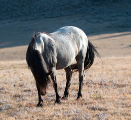 Wild Horse Blue Roan colored Band Stallion on Sykes Ridge above Teacup Bowl in the Pryor Mountains...