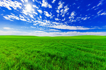 Fototapeta premium Green Field and Beautiful Sunset
