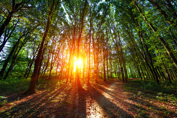 Fototapeta premium beautiful green forest