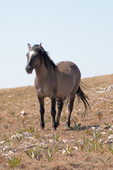 Obraz na płótnie Canvas Proud Wild Horse Grulla Gray colored Band Stallion on Sykes Ridge in the Pryor Mountains in Montana – Wyoming USA.