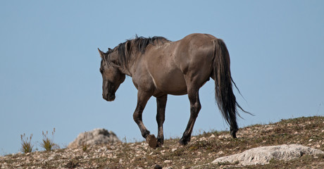 Wild Horse Grulla Gray colored Stud on ridge in the Pryor Mountains wild horse range in Montana –...