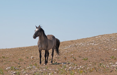 Wild horse gray stallion on mountain ridge in western United States