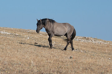Proud and free wild horse grulla colored band stallion on ridge in the Rocky Mountains of the United States