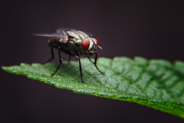 macro of big fly on leaf