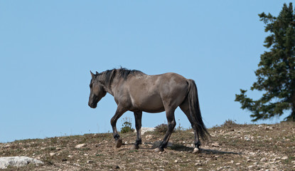 Wild Horse Grulla Gray colored Band Stallion on ridgeline in the Pryor Mountains in Montana – Wyoming USA.