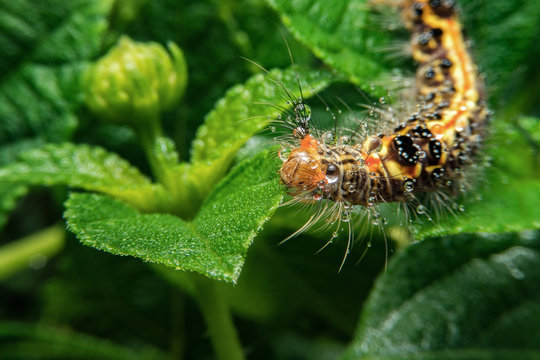 worms insects on a leaf