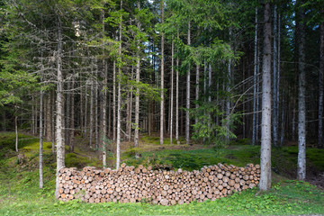 Obraz premium Pile of chopped wood in forest.