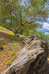 The centuries old olive tree