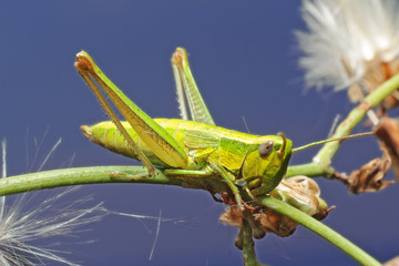 Grasshopper