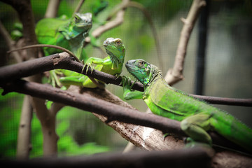 Naklejka na ściany i meble Green lizard on tree