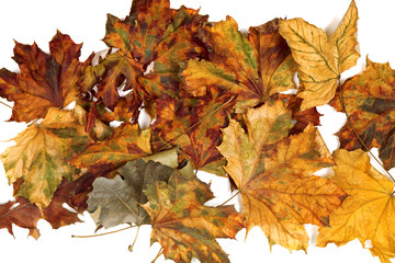 Autumn dried maple leafs
