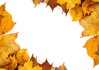 Naklejka na ściany i meble Autumn yellow maple leafs