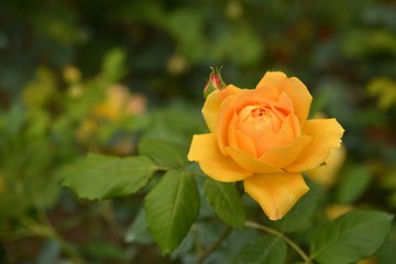 Rose in garden. Rose in park.  