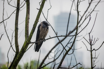 Bird on tree
