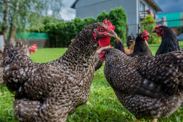 Chickens in Poland