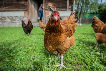 Chickens in Poland