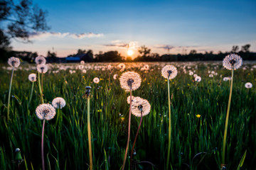 Meadow in Poland © Fotokon