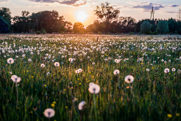 Meadow in Poland