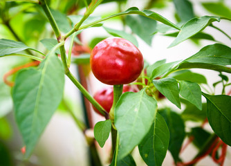 Red hot big cherry peppers chili