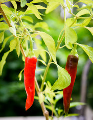 Pepper plant with fresh red hot chilli peppers growing homegrown