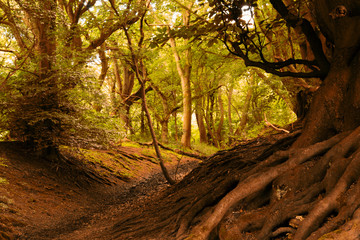 View through English woodland in the summer