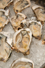  appetizer Raw oysters on ice  Display