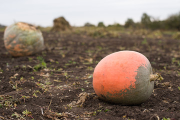 Pumpkins lying in the garden in the fall