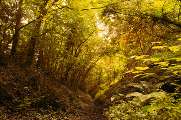 View through English woodland in the summer