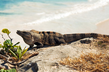 mexican iguana