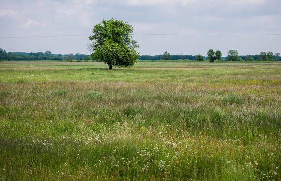 Mazowia Billeder Gennemse 431 stockfotos, vektorer og videoer Adobe
