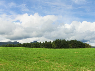 高原風景　草原と遠くの森