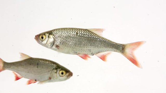 rudd swims in water on white screen