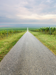 Long straight road through vineyard rows on agricultural field