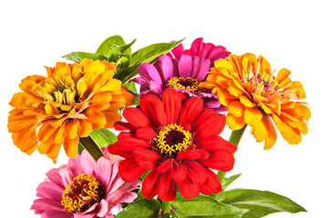 Colorful bouquet of summer zinnias isolated on a white backgroun