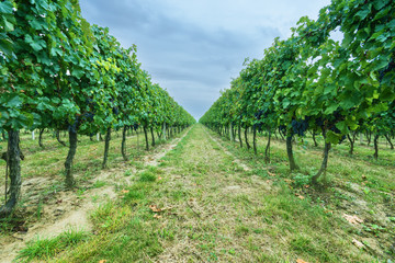 Fototapeta na wymiar Symmetrical vineyard rows on cloudy day