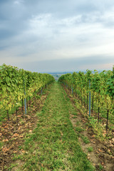 Fototapeta na wymiar Grapevine rows on viticulture field