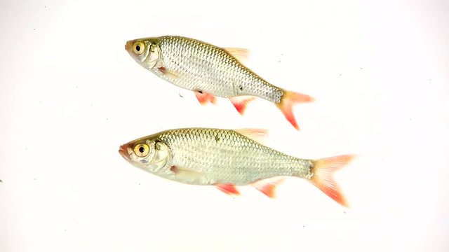 rudd swims in water on white screen
