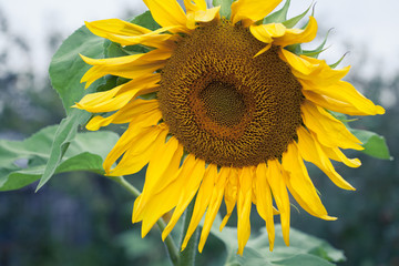 Sunflowers In Bloom