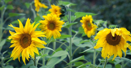 Sunflowers In Bloom