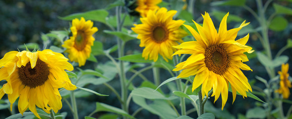 Sunflowers In Bloom
